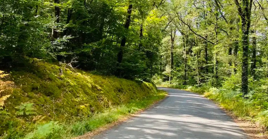 Forêt du Cranou, France